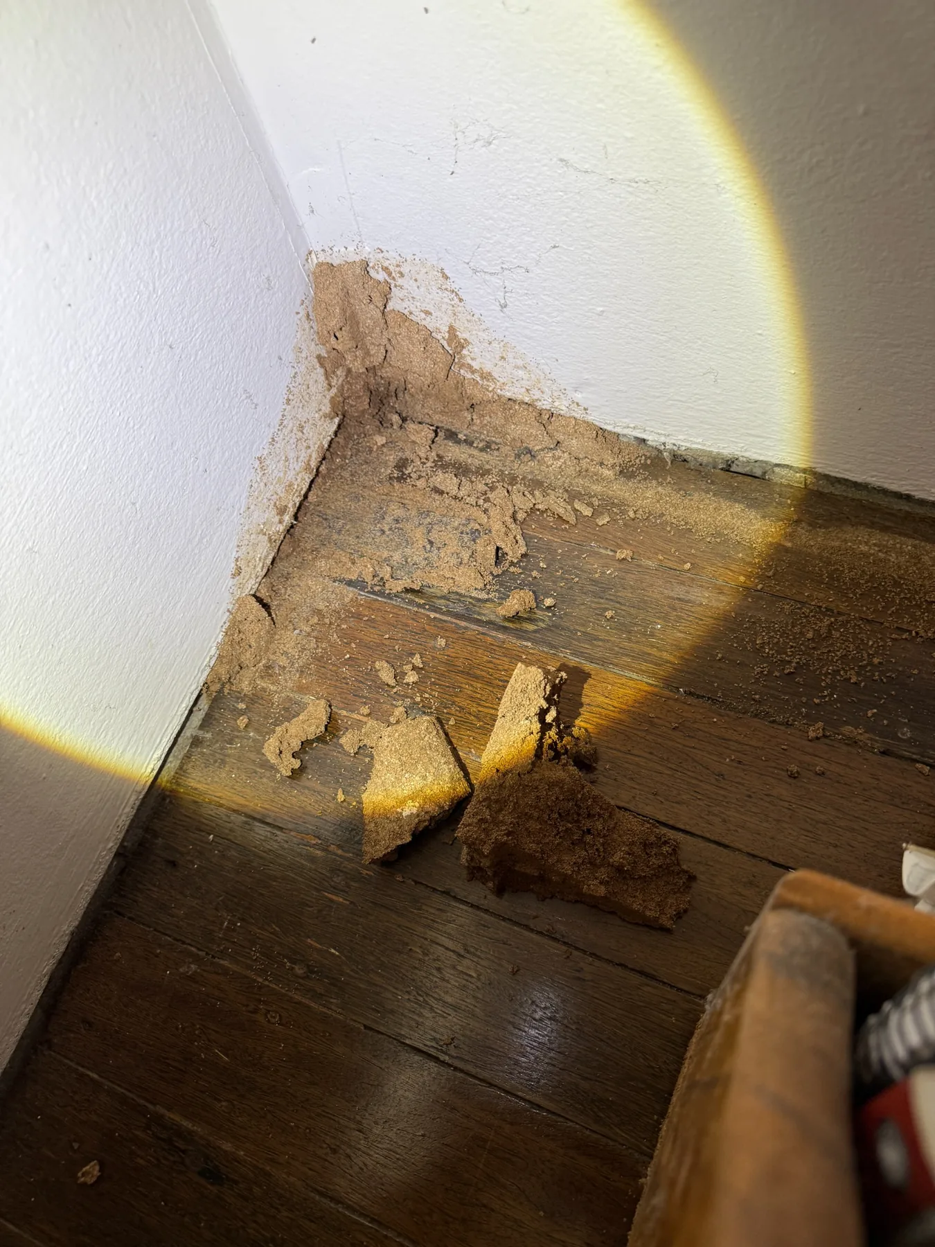 Termite mudding and damage discovered during termite inspection
