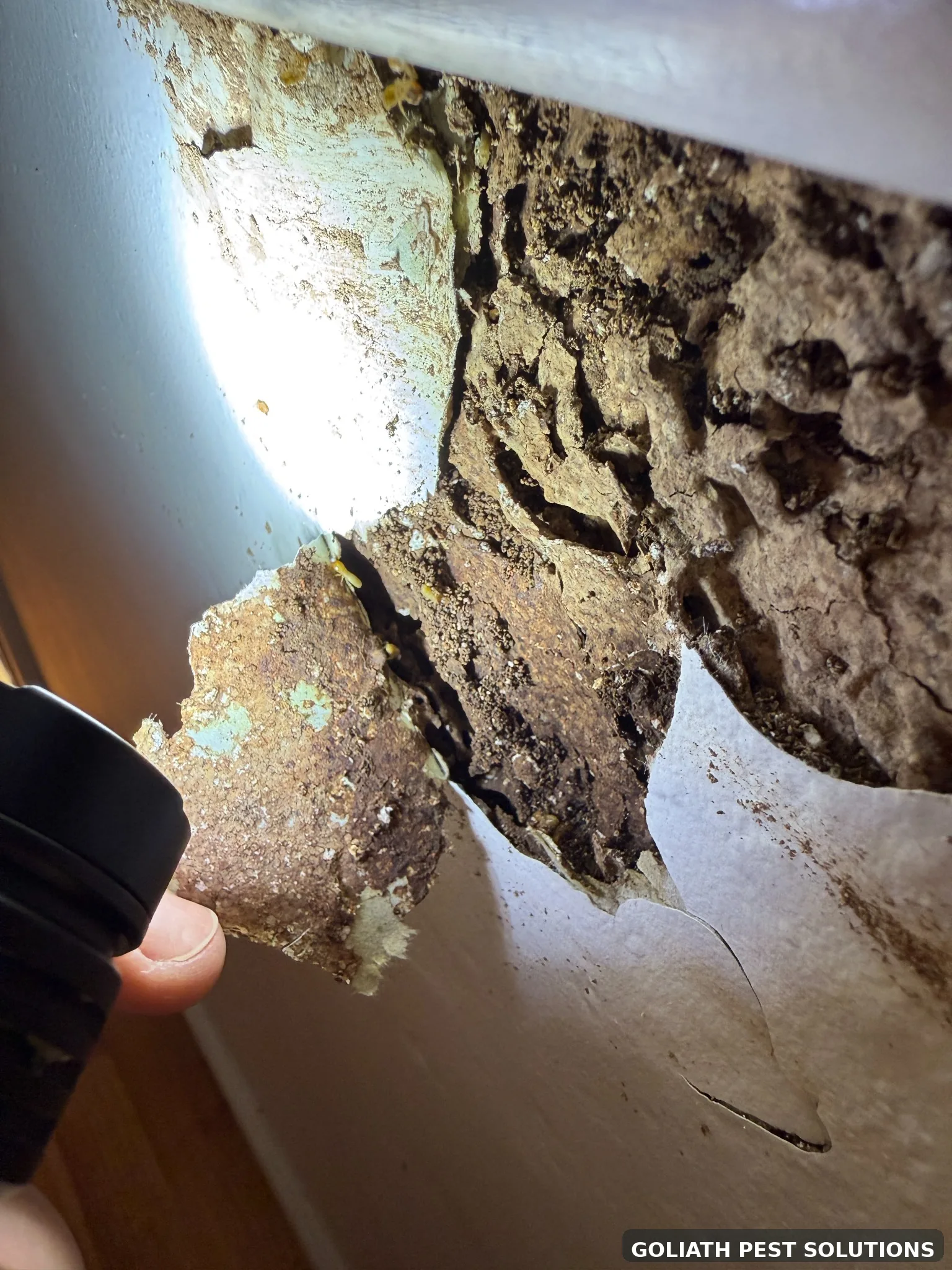 Termite damage