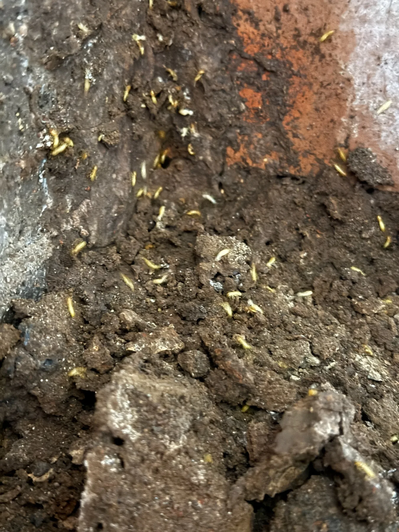 Live termite activity found during a Goliath Pest Solutions inspection in Sydney