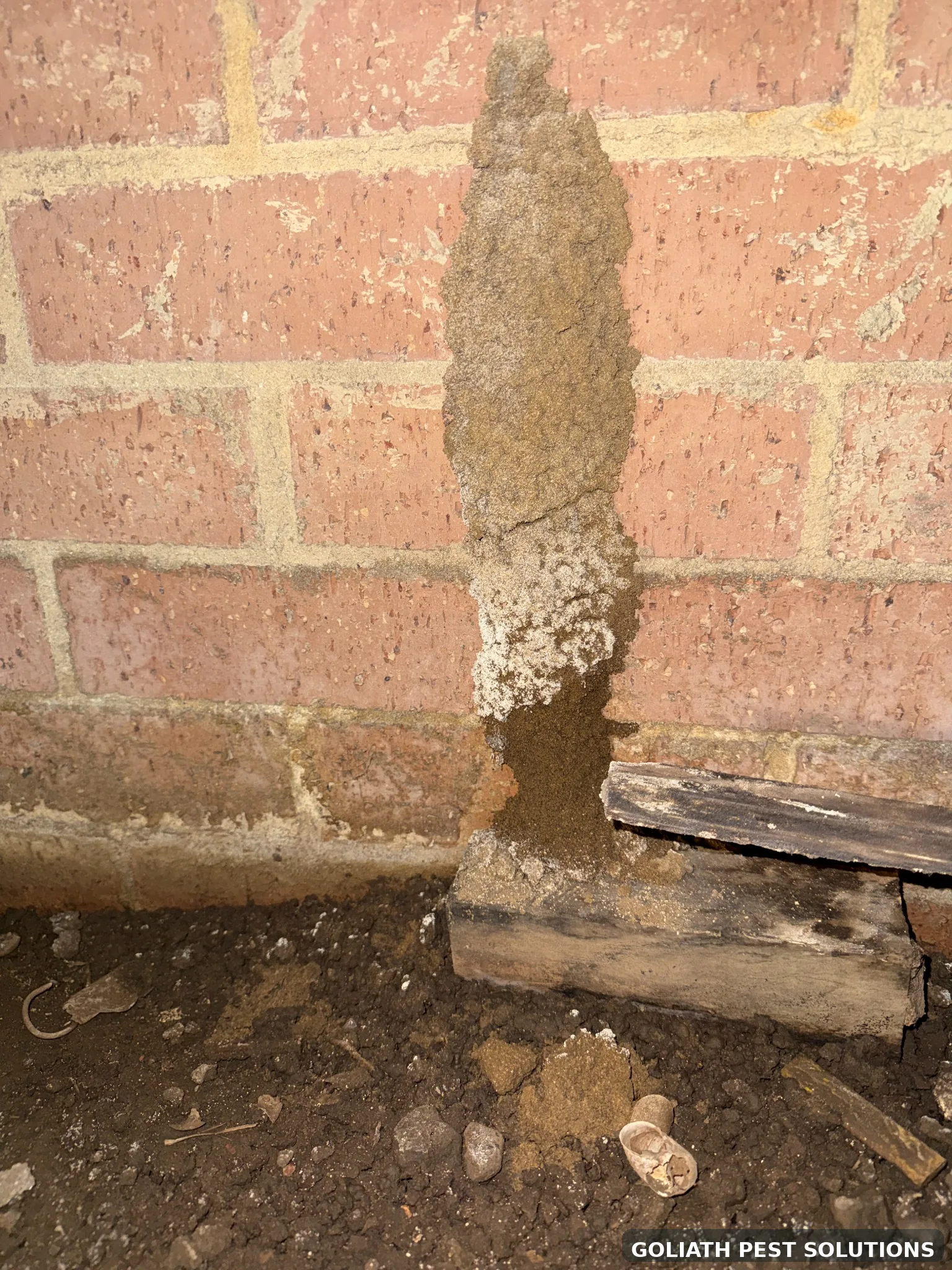 Large termite mud lead