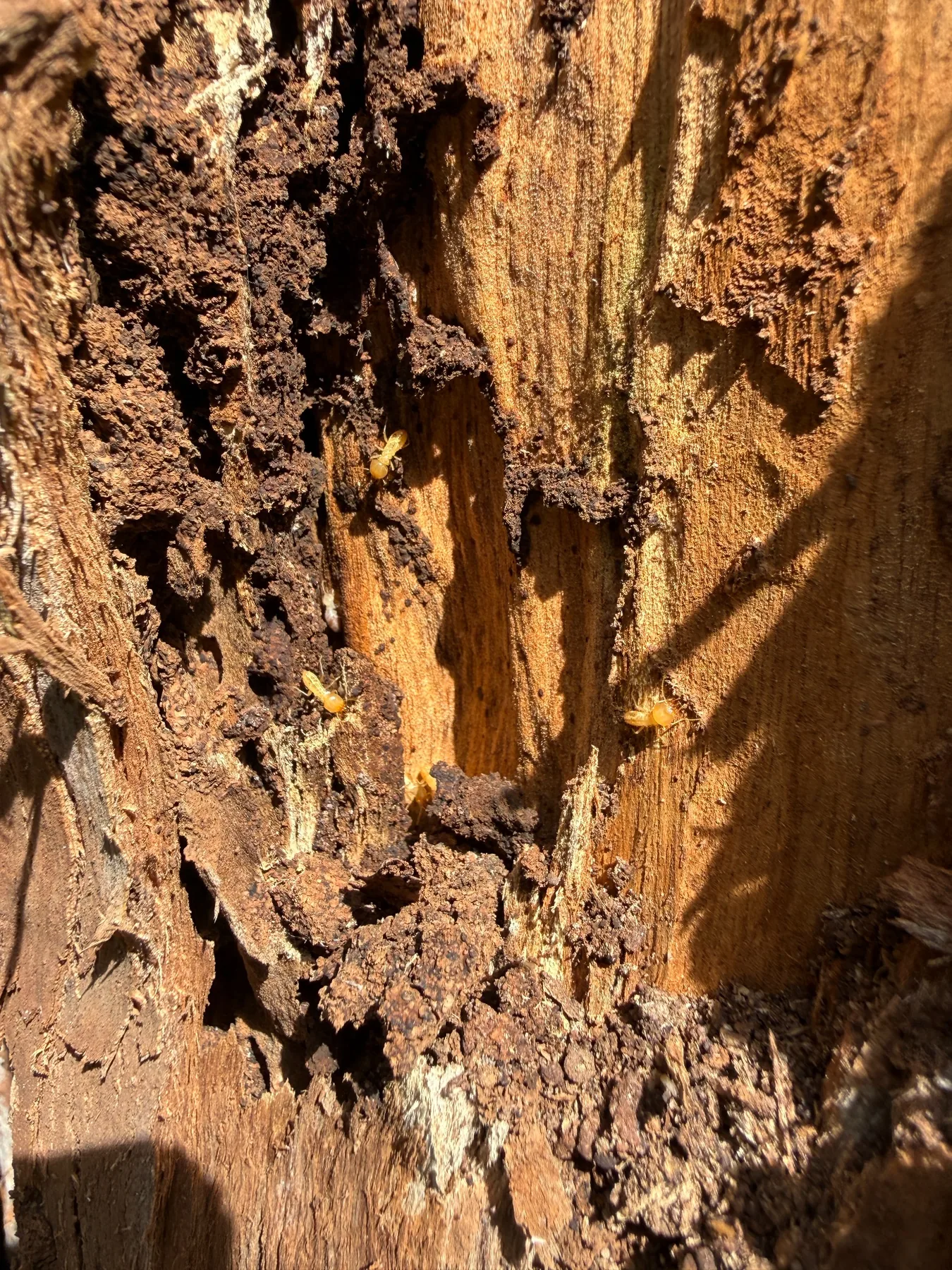 Trelona termite bait station installed in soil