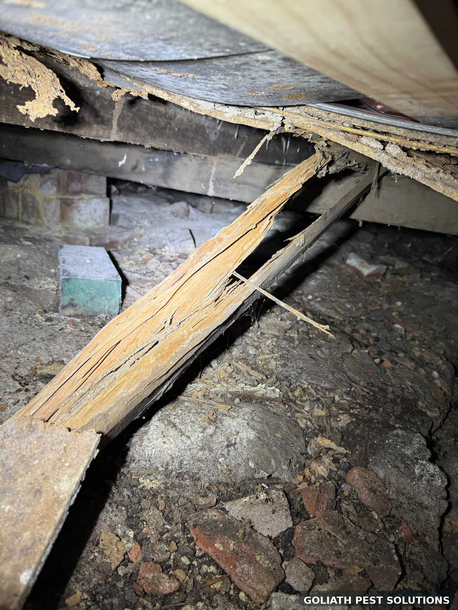 Termite damaged timber